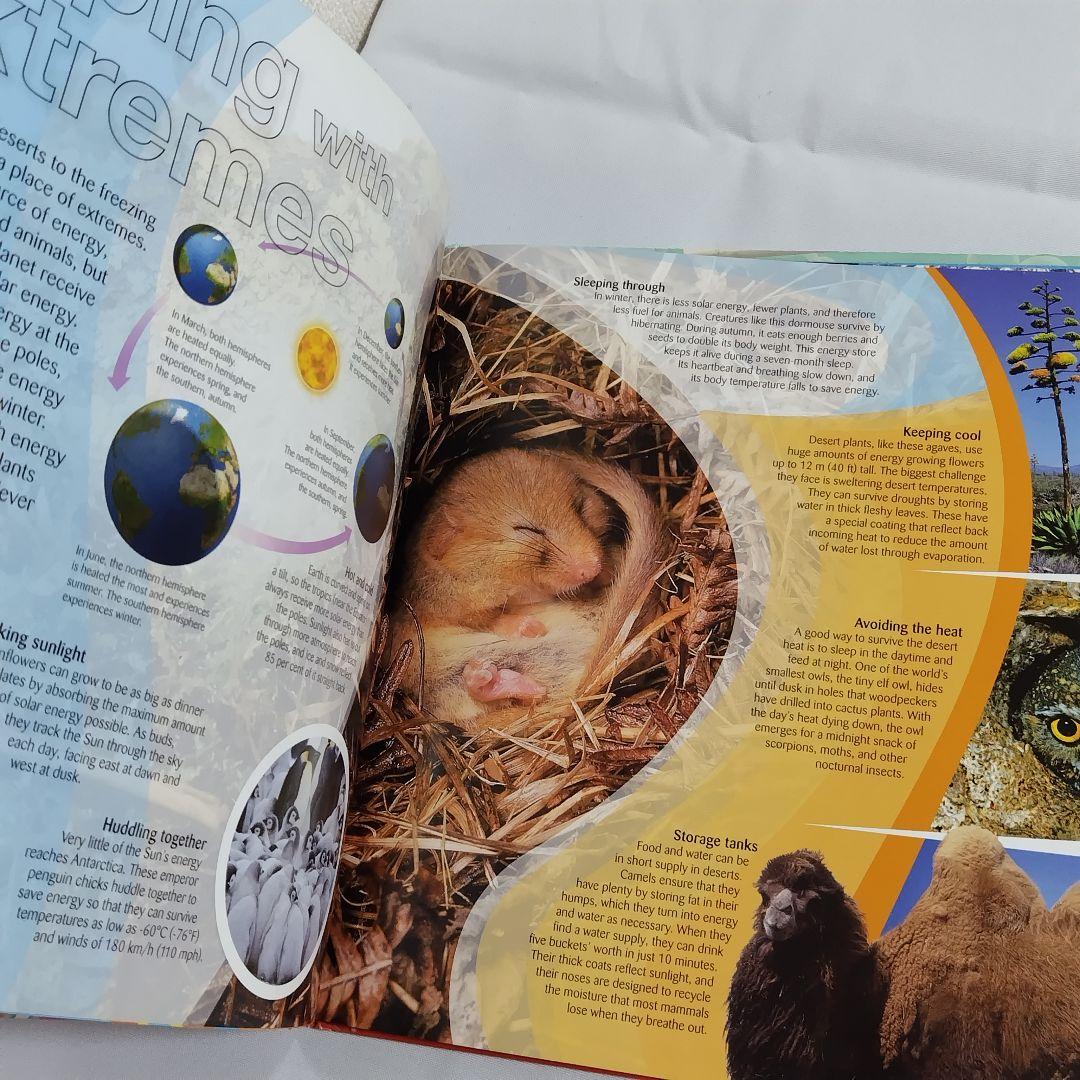 Usborne　シリーズ　洋書