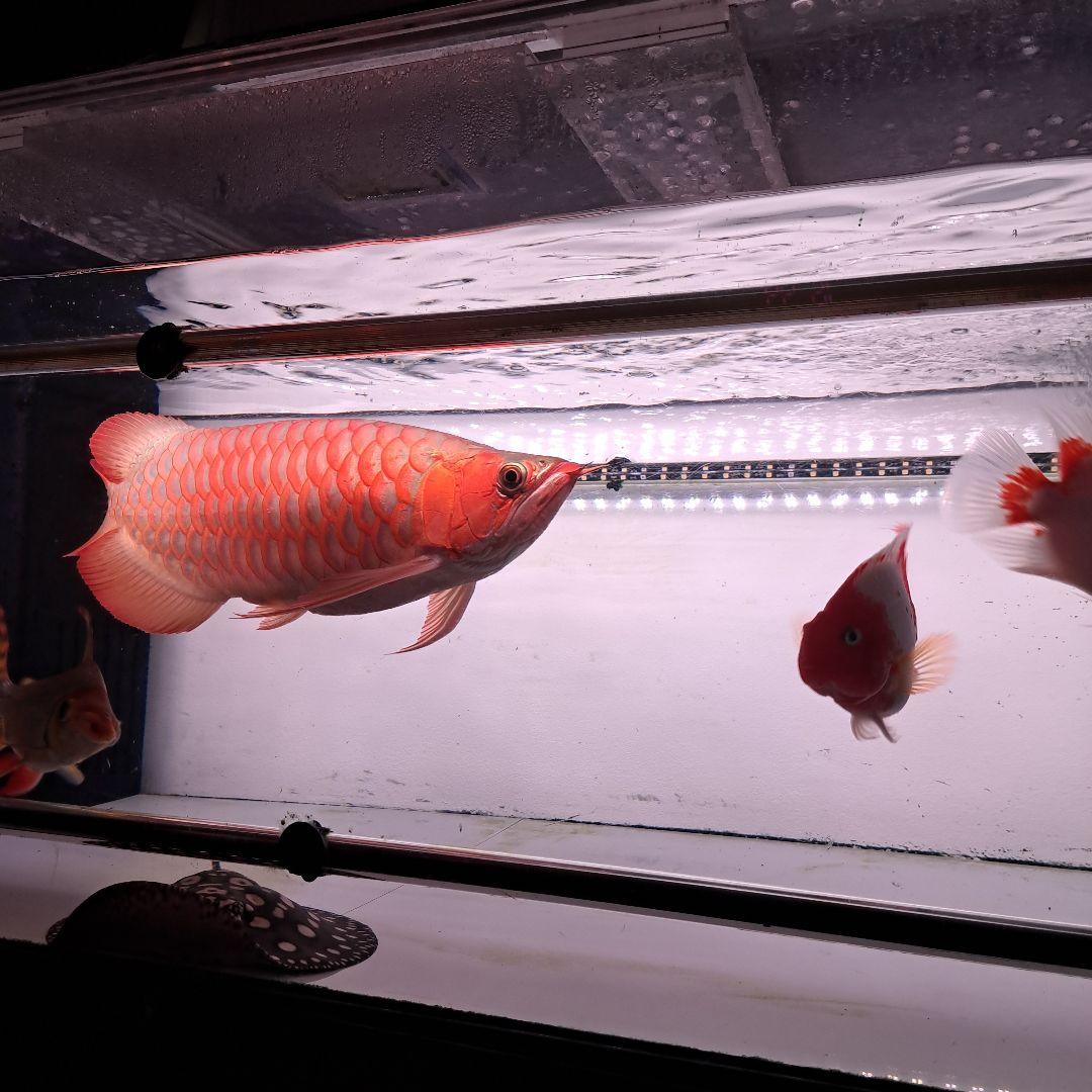 1200水槽　ライト