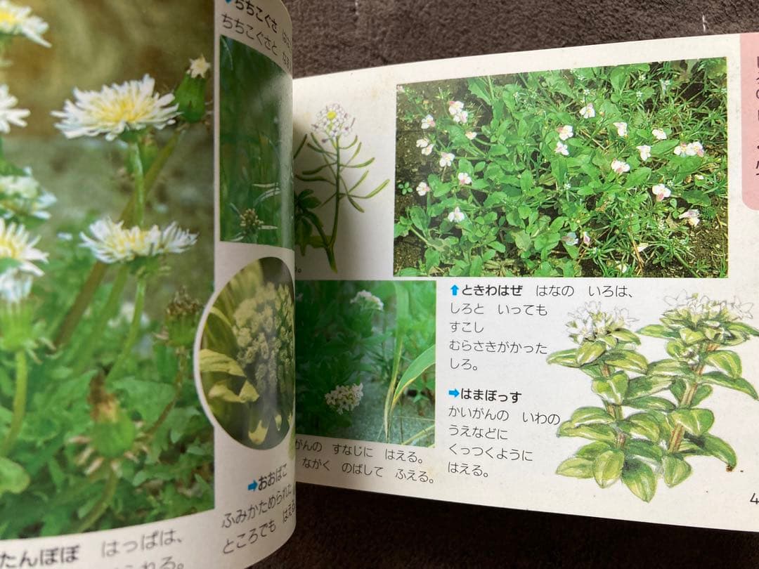 ワンダーランドべっさつ　ポシェットブック　11冊セット