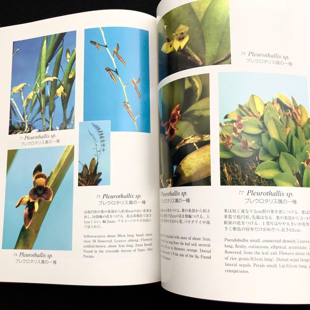 野生ラン 写真集「艶蘭亭 ADELANTE - パラグアイの野生蘭と甲虫」小山貢