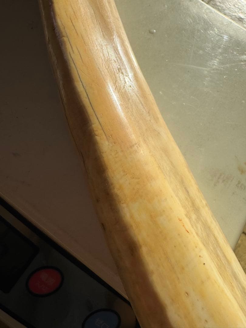 【登録票不要】　セイウチ　海象　牙　鯨歯　フィッシュフック　標本　根付　剥製