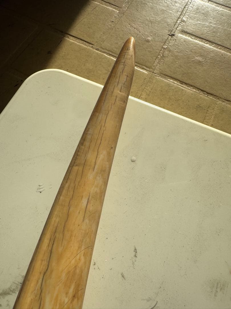 【登録票不要】　セイウチ　海象　牙　鯨歯　フィッシュフック　標本　根付　剥製