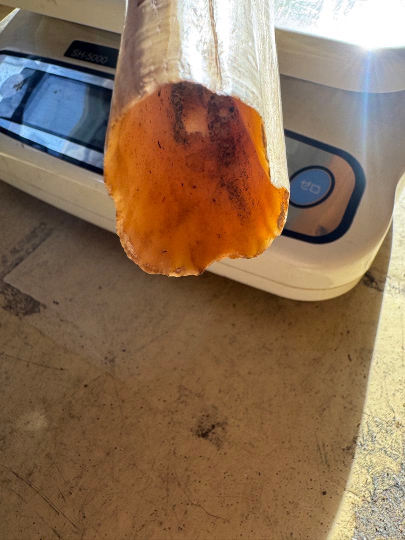 【登録票不要】　セイウチ　海象　牙　鯨歯　フィッシュフック　標本　根付　剥製