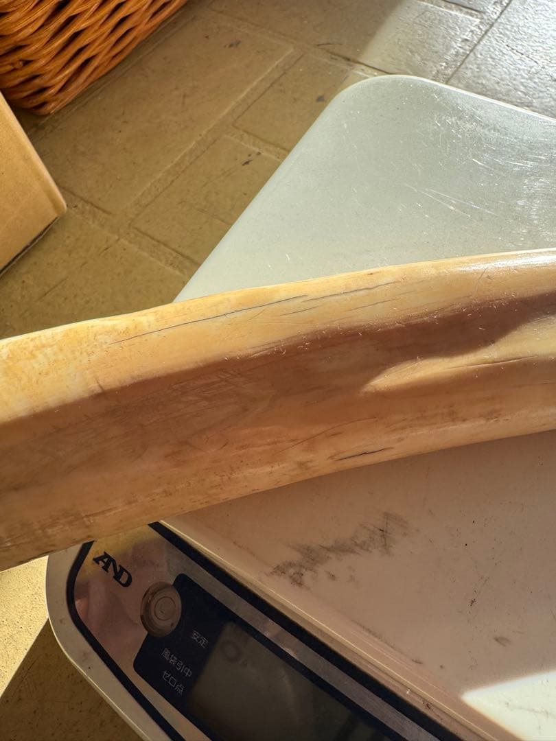 【登録票不要】　セイウチ　海象　牙　鯨歯　フィッシュフック　標本　根付　剥製