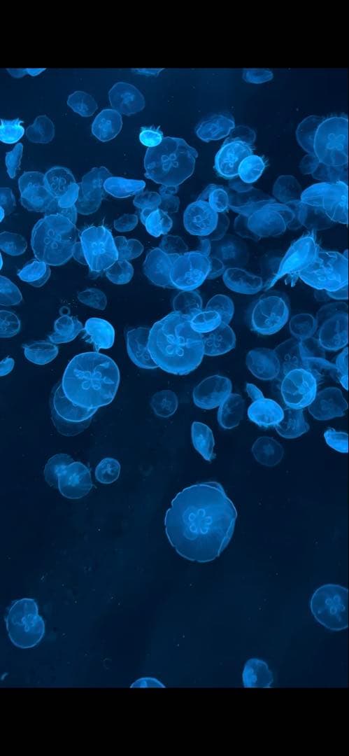 カリナ ペンミ トレカ 芽生