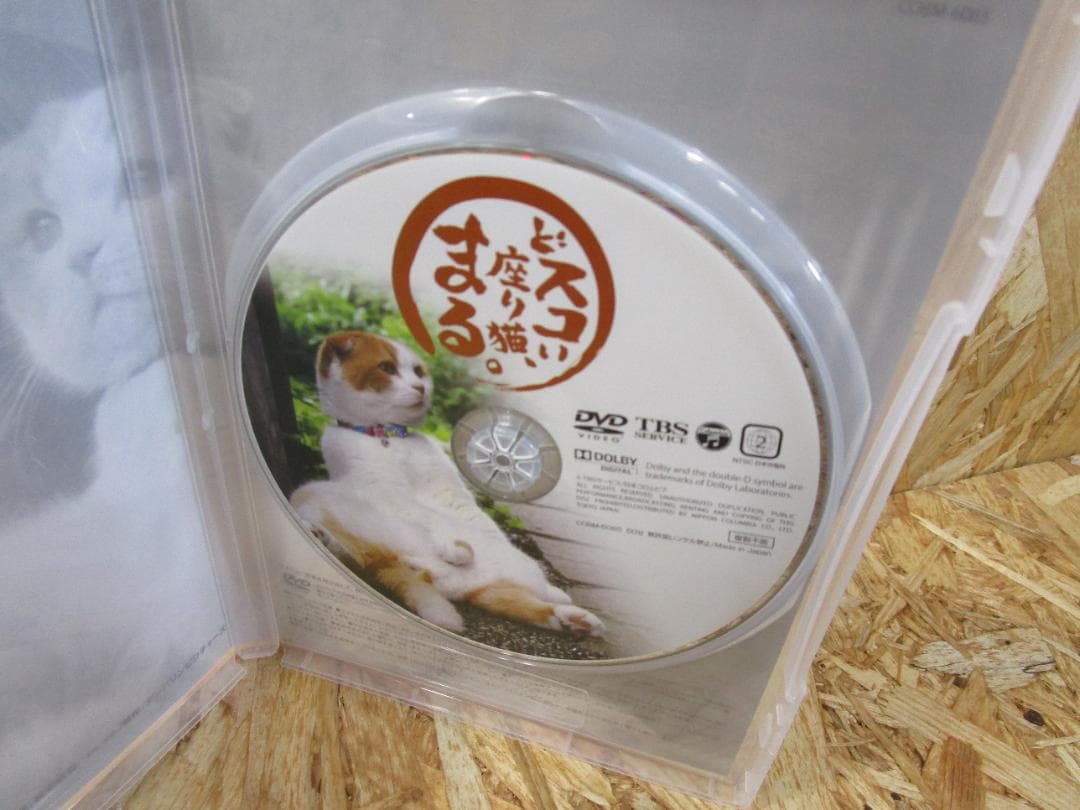 （激レア）どスコい座り猫、まる。～養老孟司先生と猫の営業部長 [DVD]