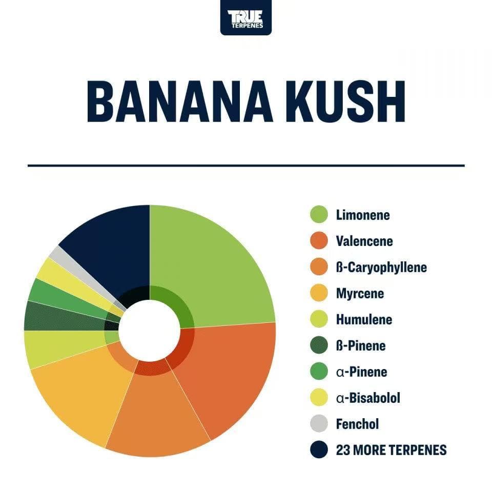 TRUE テルペン 香料 CBD CBN CBG 10ml バナナクッシュ