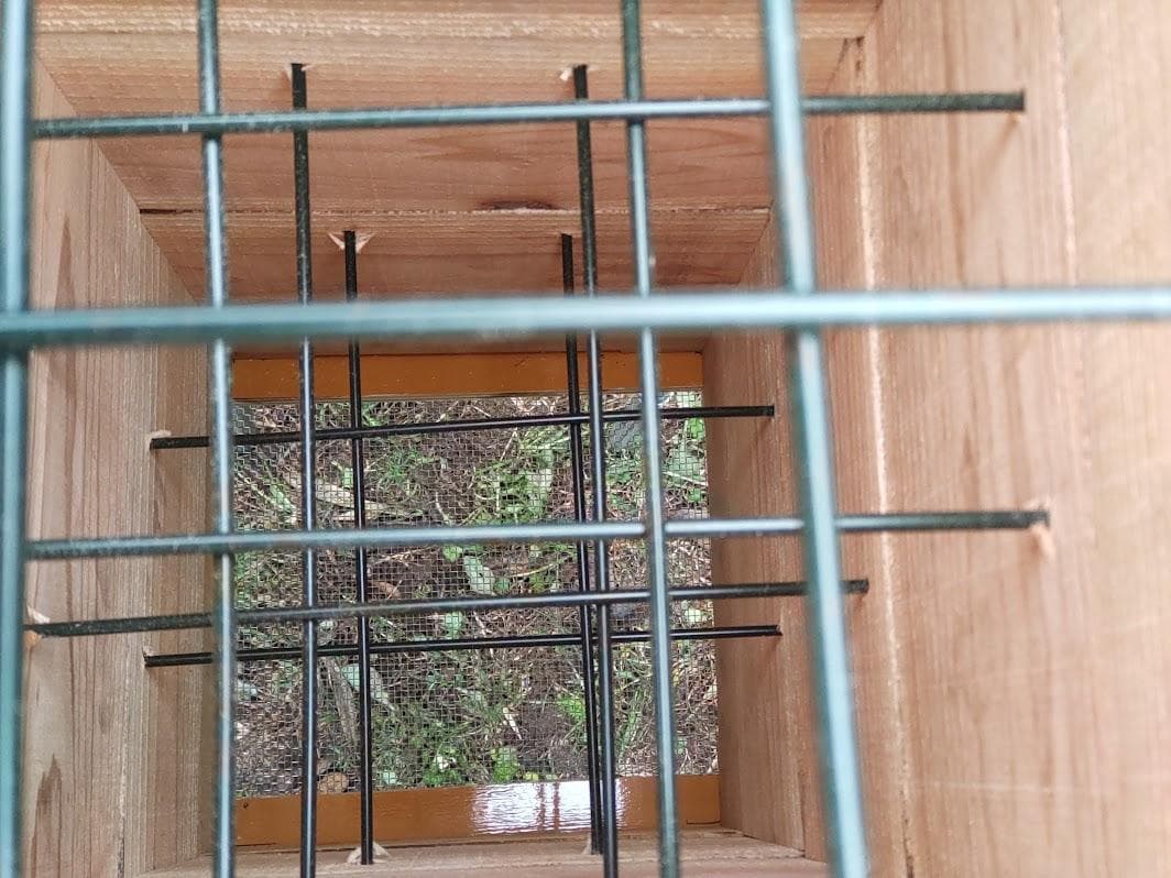 花芽4本付きキンリョウヘン➕日本蜜蜂 重箱式巣箱4段➕スノコ