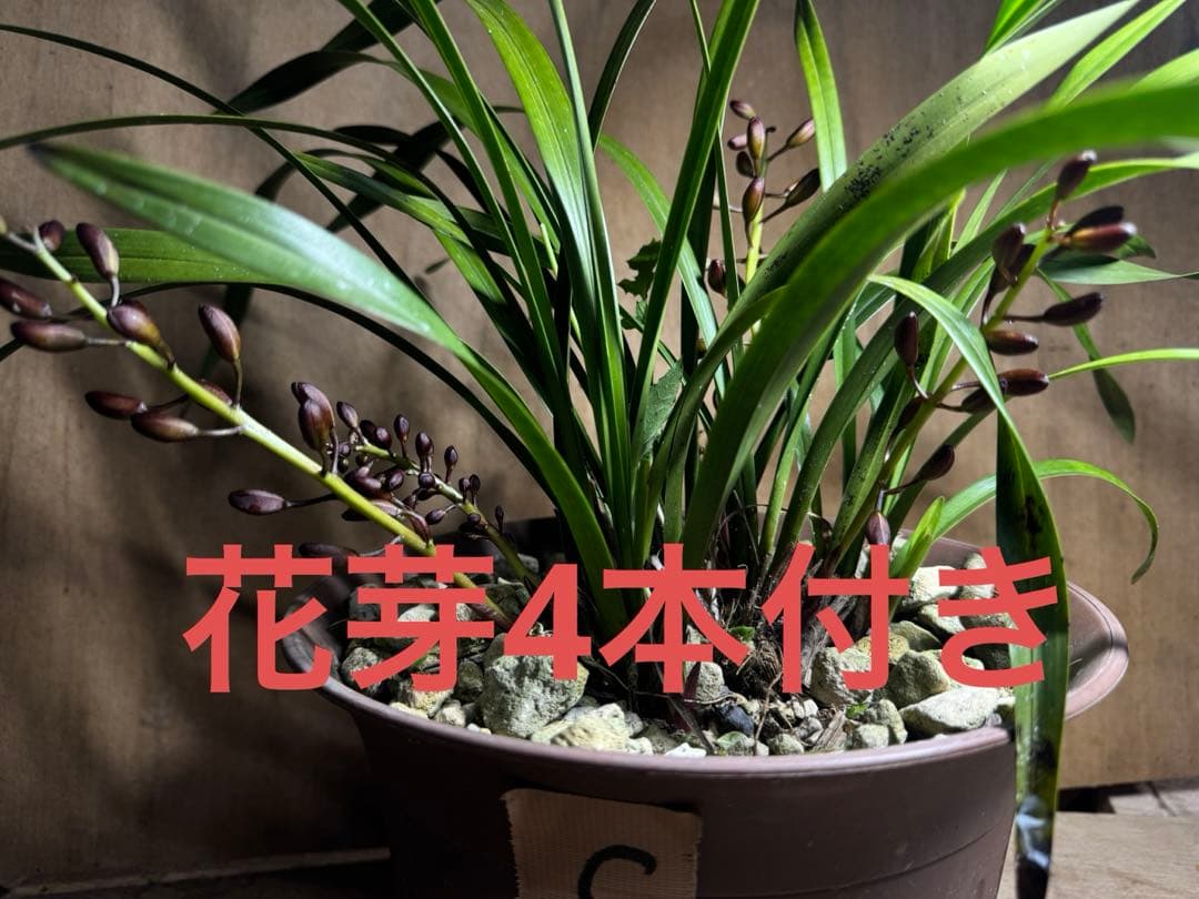 花芽4本付きキンリョウヘン➕日本蜜蜂 重箱式巣箱4段➕スノコ