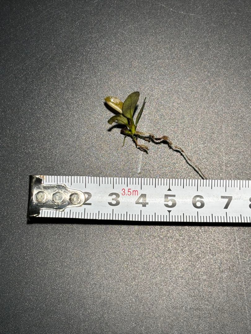 【あばぶです】