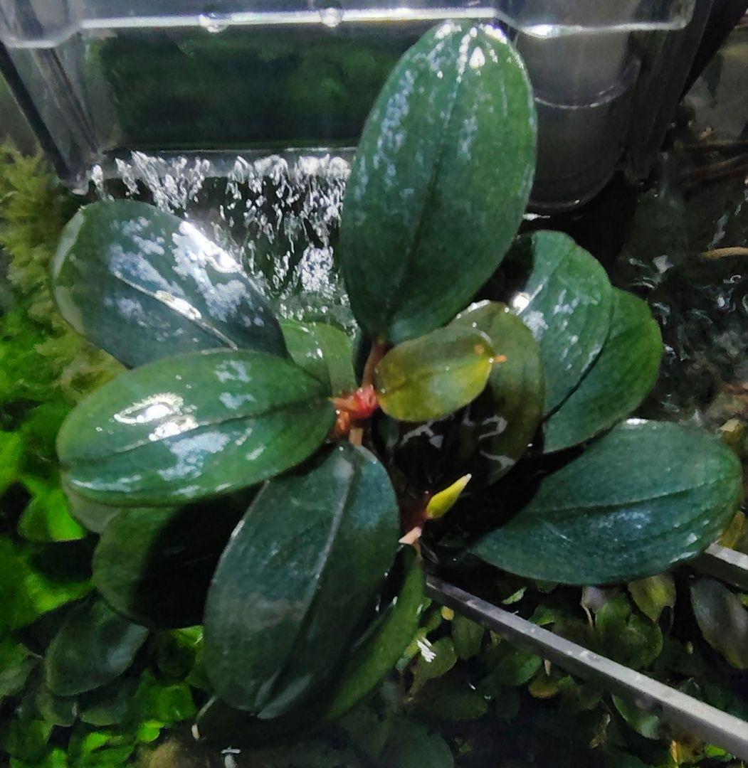 Bucephalandra sp. Black Pearl希少種★美株大株