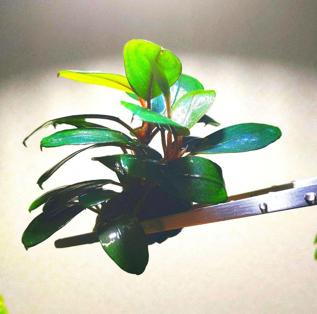 Bucephalandra sp. Black Pearl希少種★美株大株