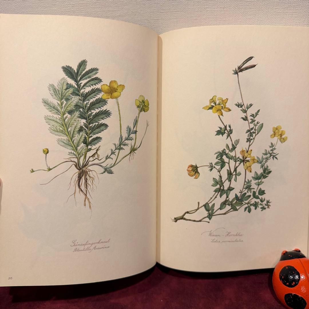 112⑤1963年ドイツElsa Flesko植物図鑑　ジャンクジャーナル
