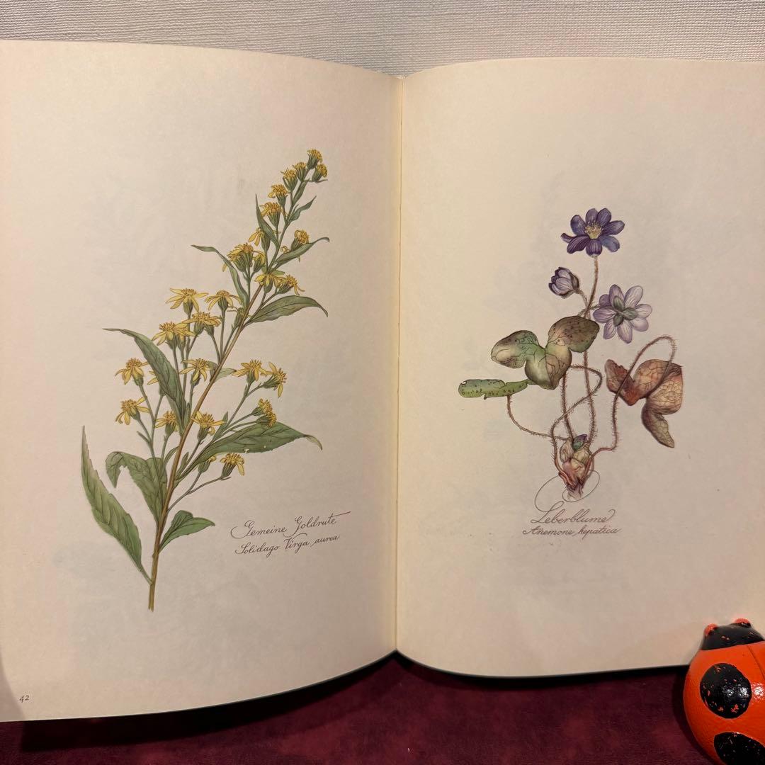 112⑤1963年ドイツElsa Flesko植物図鑑　ジャンクジャーナル