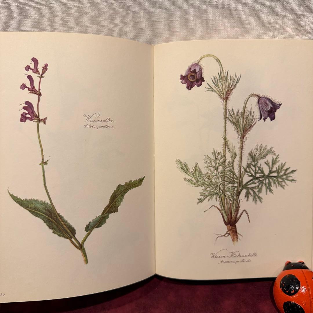 112⑤1963年ドイツElsa Flesko植物図鑑　ジャンクジャーナル