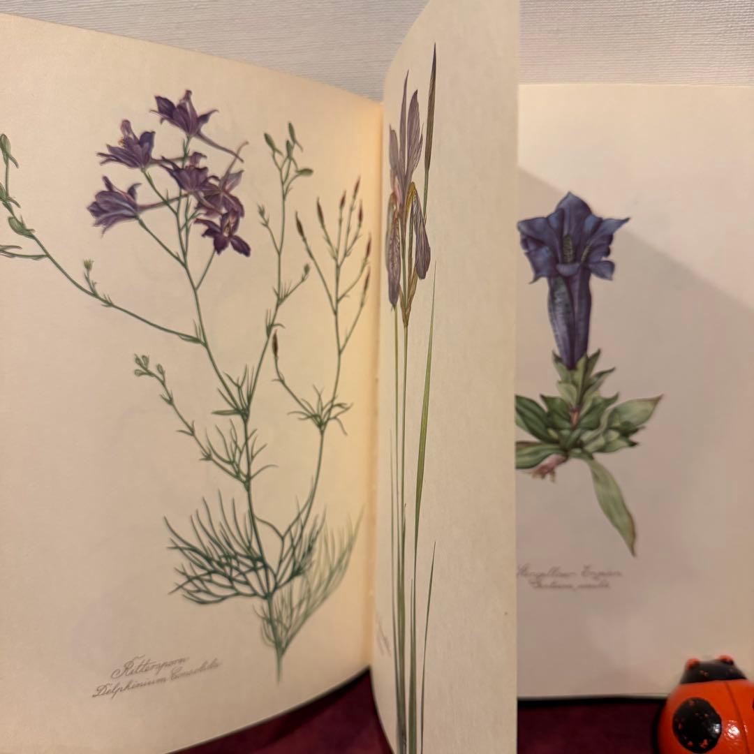 112⑤1963年ドイツElsa Flesko植物図鑑　ジャンクジャーナル