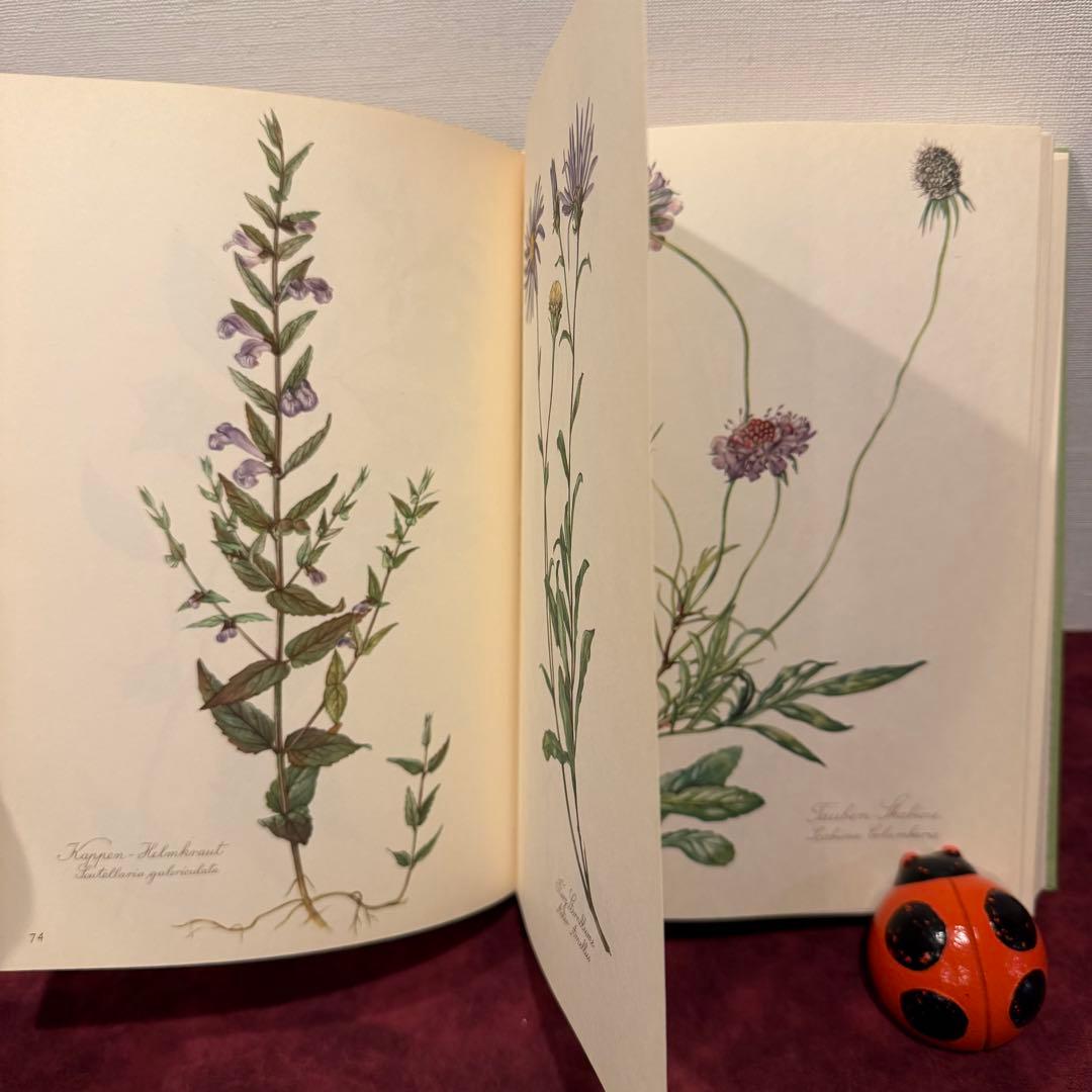 112⑤1963年ドイツElsa Flesko植物図鑑　ジャンクジャーナル