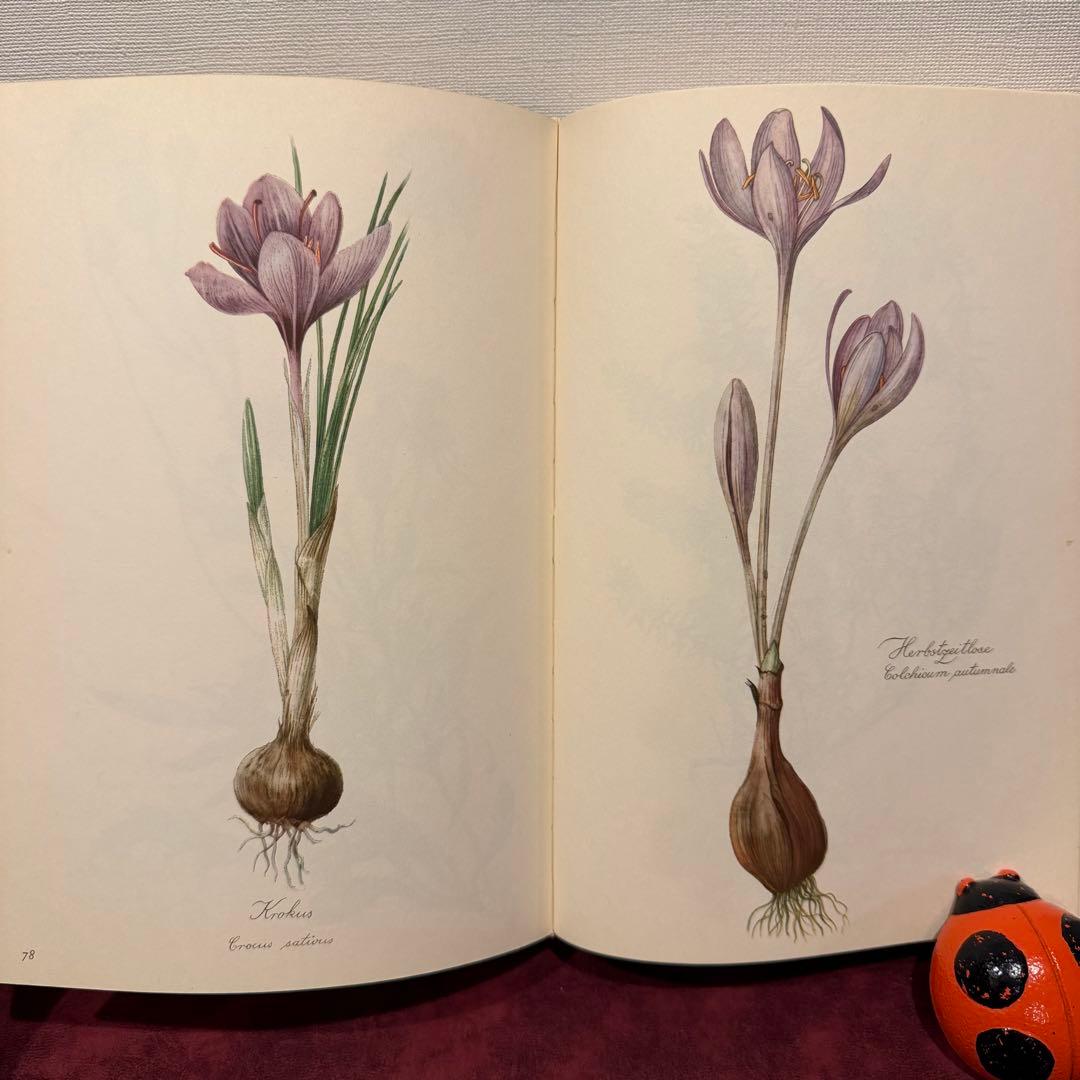 112⑤1963年ドイツElsa Flesko植物図鑑　ジャンクジャーナル