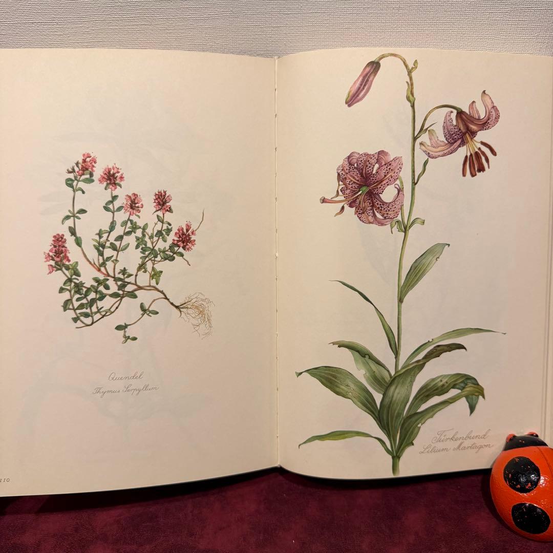 112⑤1963年ドイツElsa Flesko植物図鑑　ジャンクジャーナル