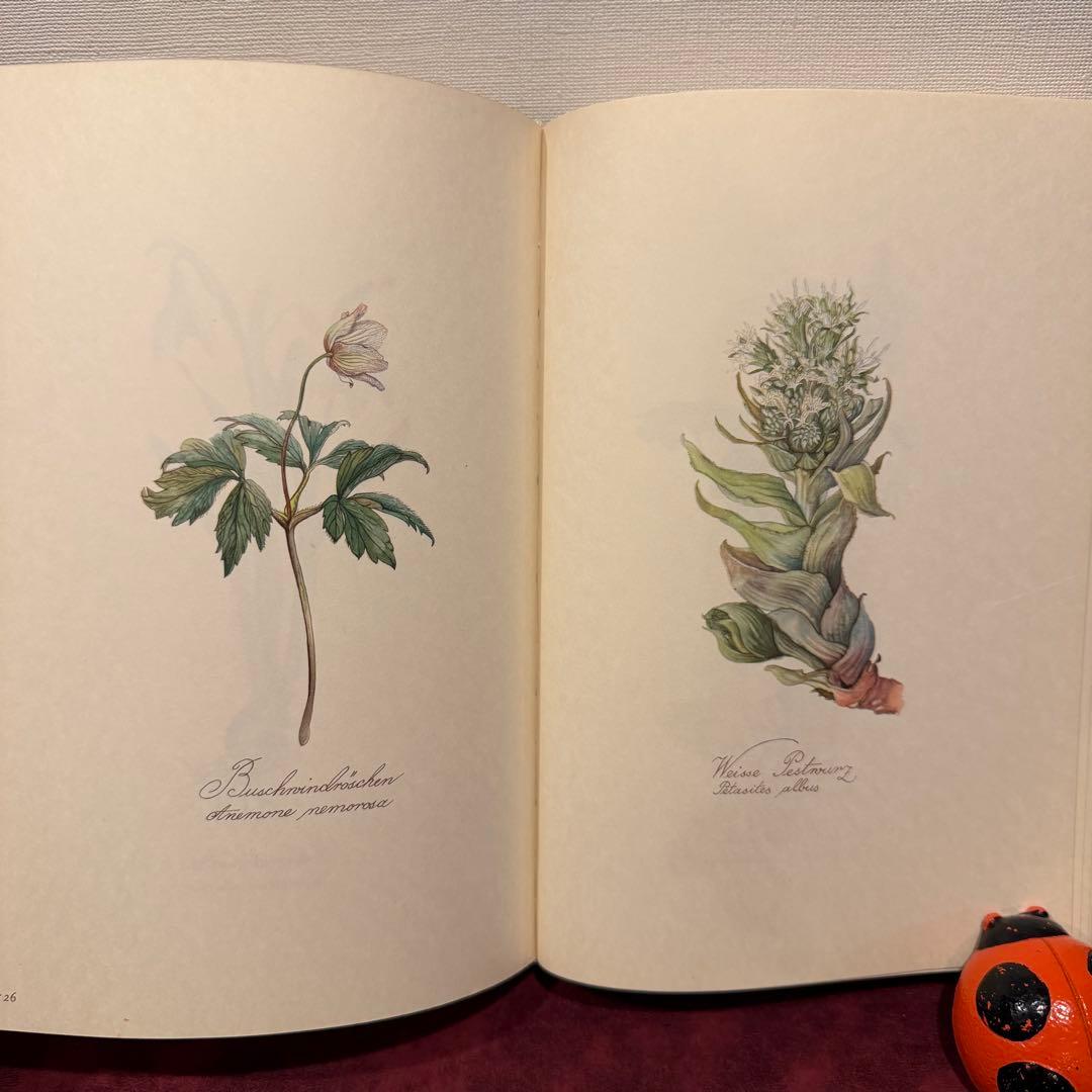 112⑤1963年ドイツElsa Flesko植物図鑑　ジャンクジャーナル