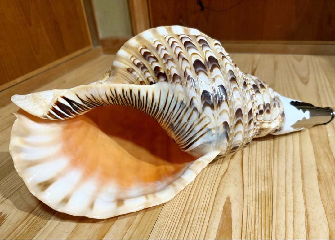 特大修験道法螺貝40.5㎝　山伏　密教　魔除け　熊よけ❣️ホラガイ　ほら貝