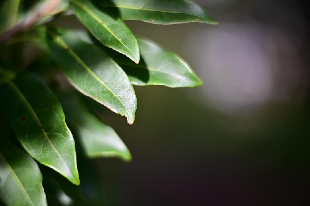 未使用級美品 NOKTON 75mm F1.5 Zマウント 大口径中望遠