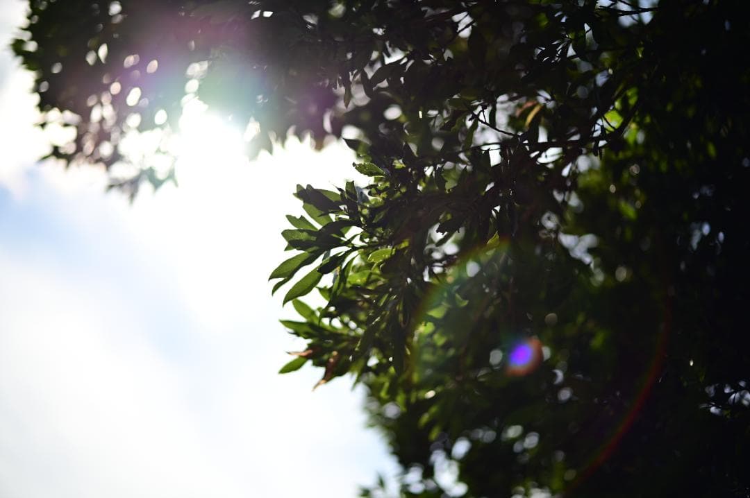 未使用級美品 NOKTON 75mm F1.5 Zマウント 大口径中望遠