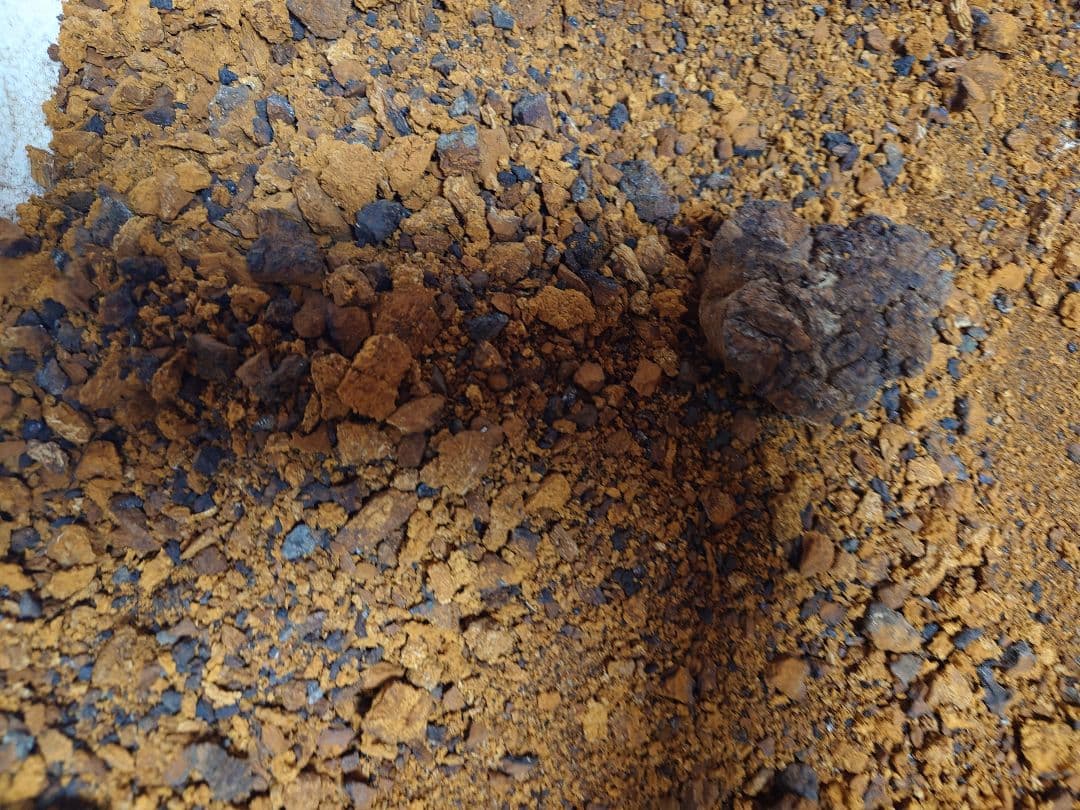 カバノアナタケ「チャーガ」5キロ‼️