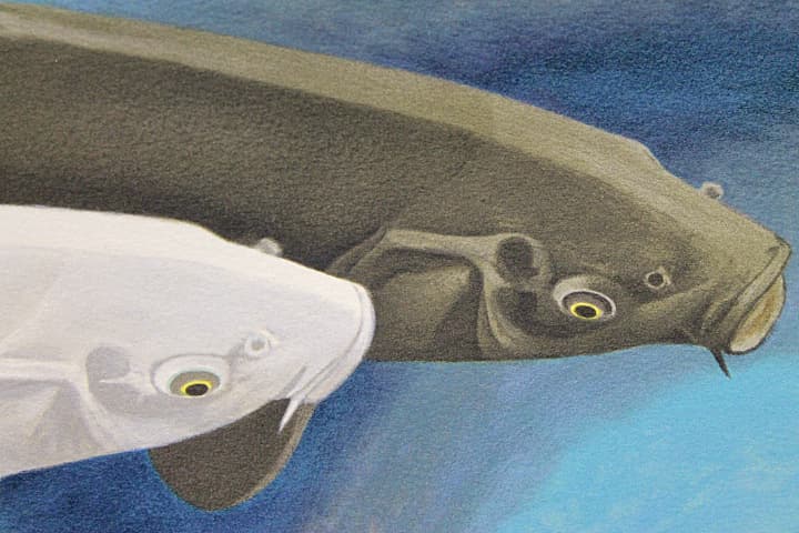 杉山寧 【鯉〈瀅（えい）〉】 リトグラフ