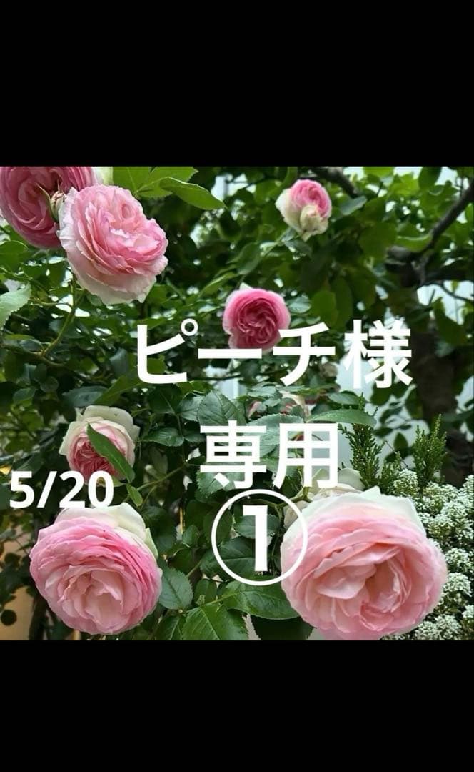 ピーチ様おまとめ