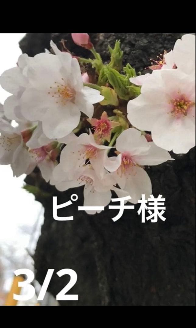 ピーチ様おまとめ