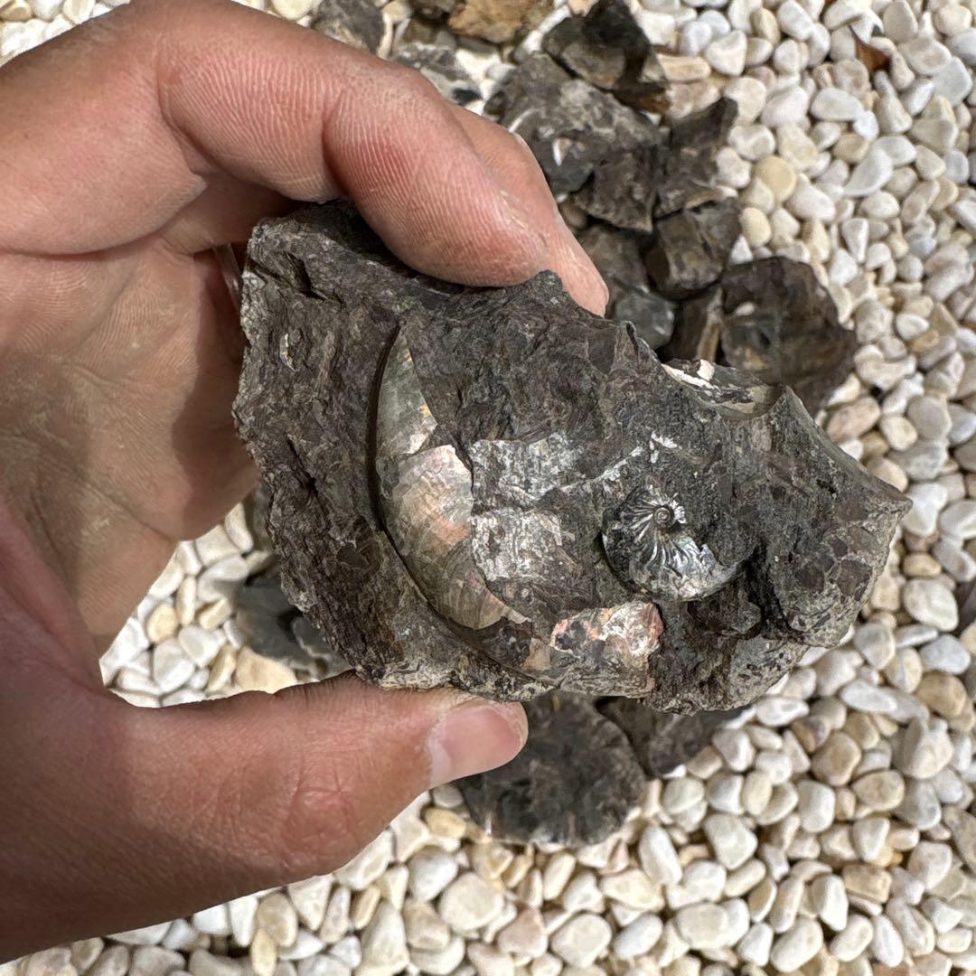 虹色　メタプラ　北海道　遠別　2025.5 採取