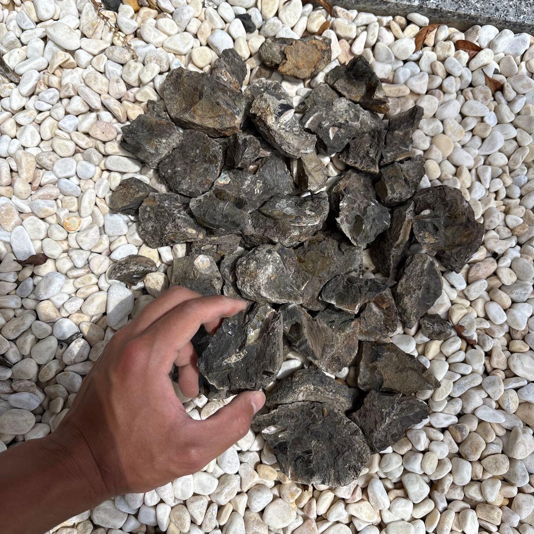 虹色　メタプラ　北海道　遠別　2025.5 採取