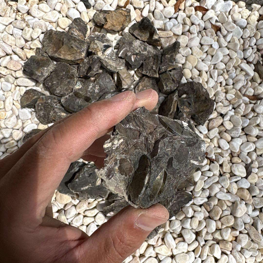 虹色　メタプラ　北海道　遠別　2025.5 採取