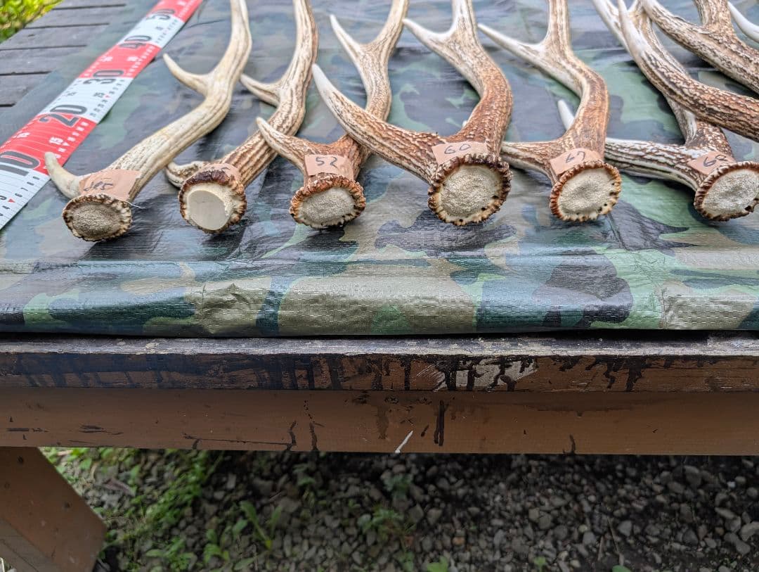 蝦夷鹿の落ち角,「※31本セット」 ,※5万円から毎日お値下げします。