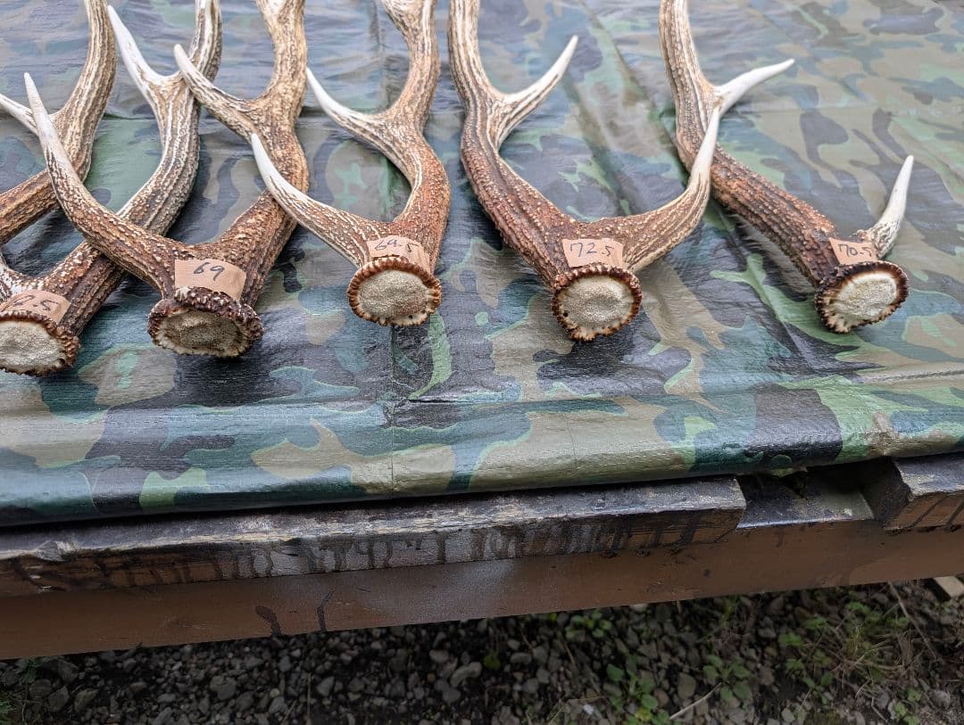 蝦夷鹿の落ち角,「※31本セット」 ,※5万円から毎日お値下げします。