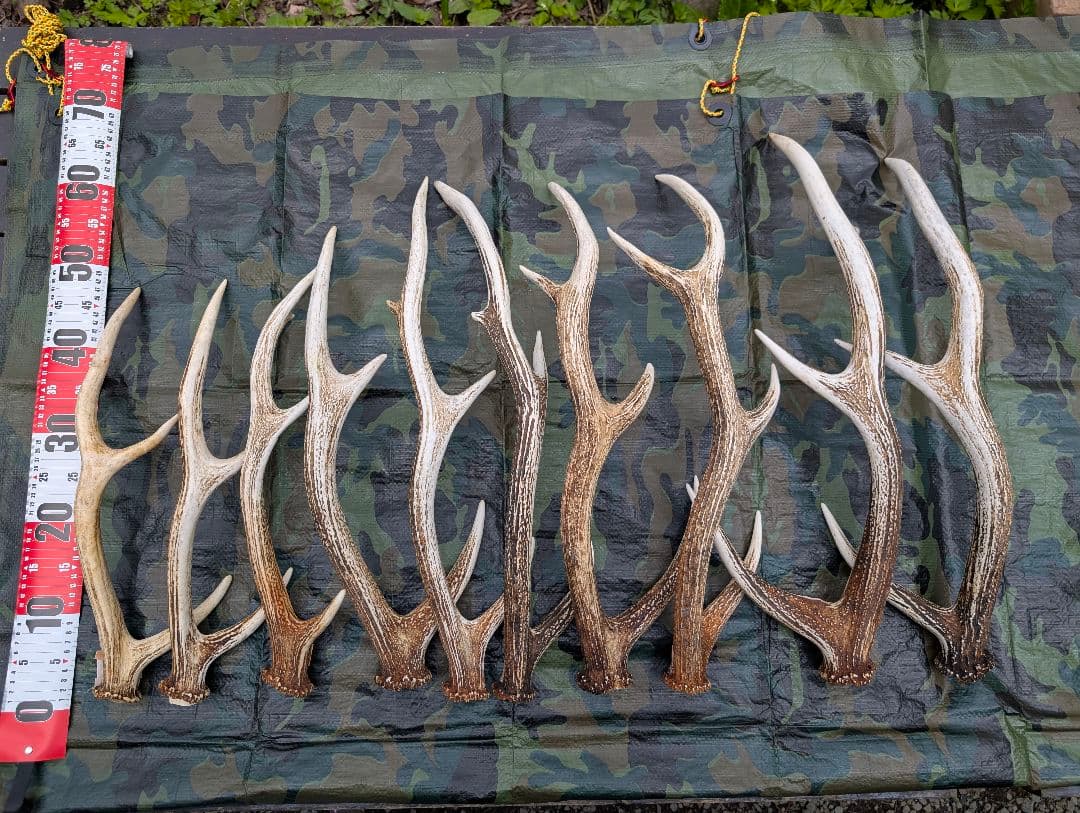 蝦夷鹿の落ち角,「※31本セット」 ,※5万円から毎日お値下げします。