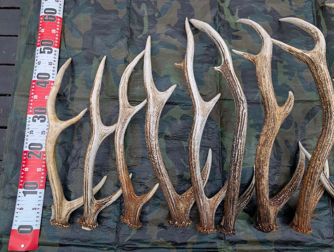 蝦夷鹿の落ち角,「※31本セット」 ,※5万円から毎日お値下げします。