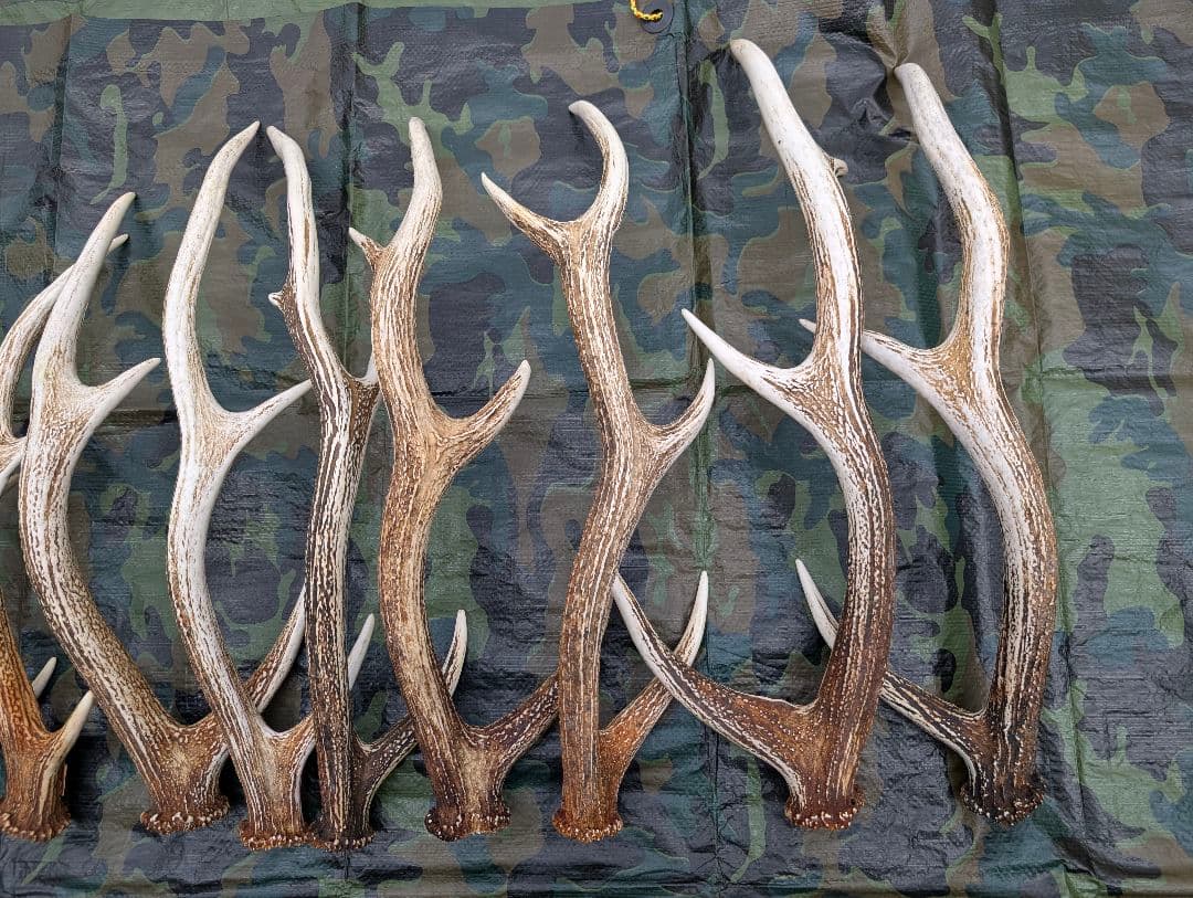 蝦夷鹿の落ち角,「※31本セット」 ,※5万円から毎日お値下げします。