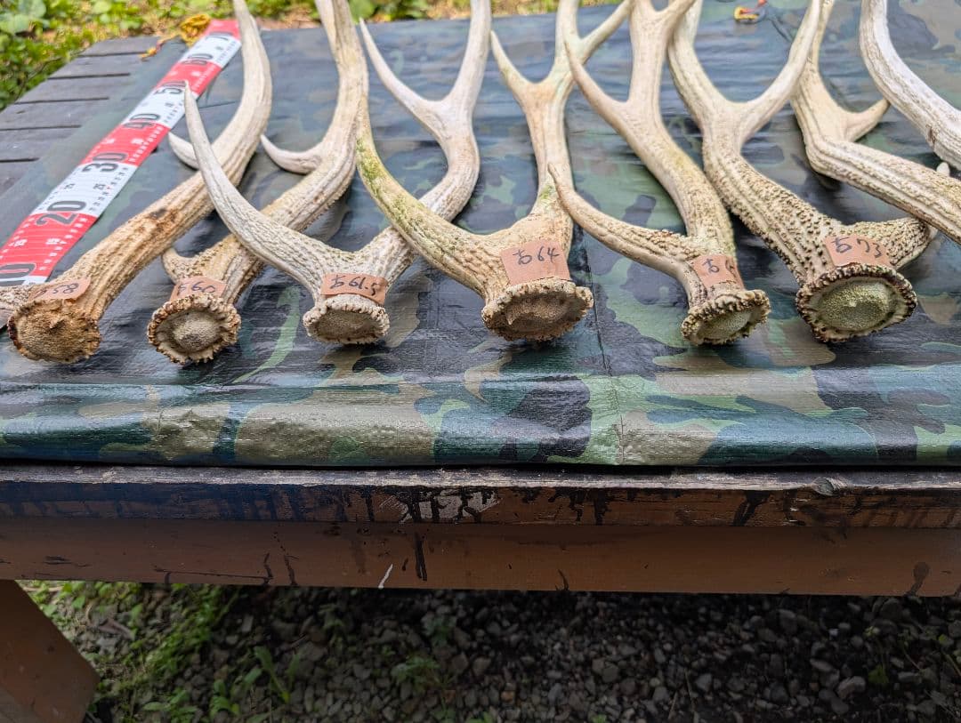 蝦夷鹿の落ち角,「※31本セット」 ,※5万円から毎日お値下げします。