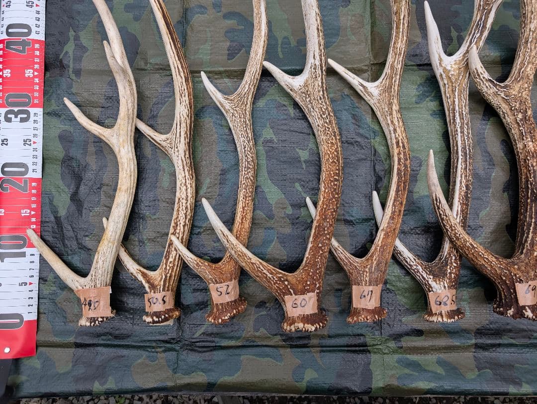 蝦夷鹿の落ち角,「※31本セット」 ,※5万円から毎日お値下げします。