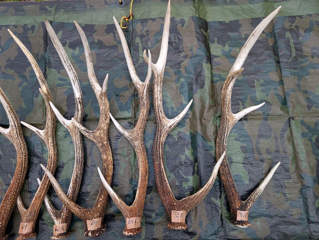 蝦夷鹿の落ち角,「※31本セット」 ,※5万円から毎日お値下げします。