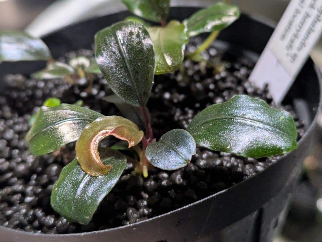 専用　Bucephalandra sp. Black herrykafa