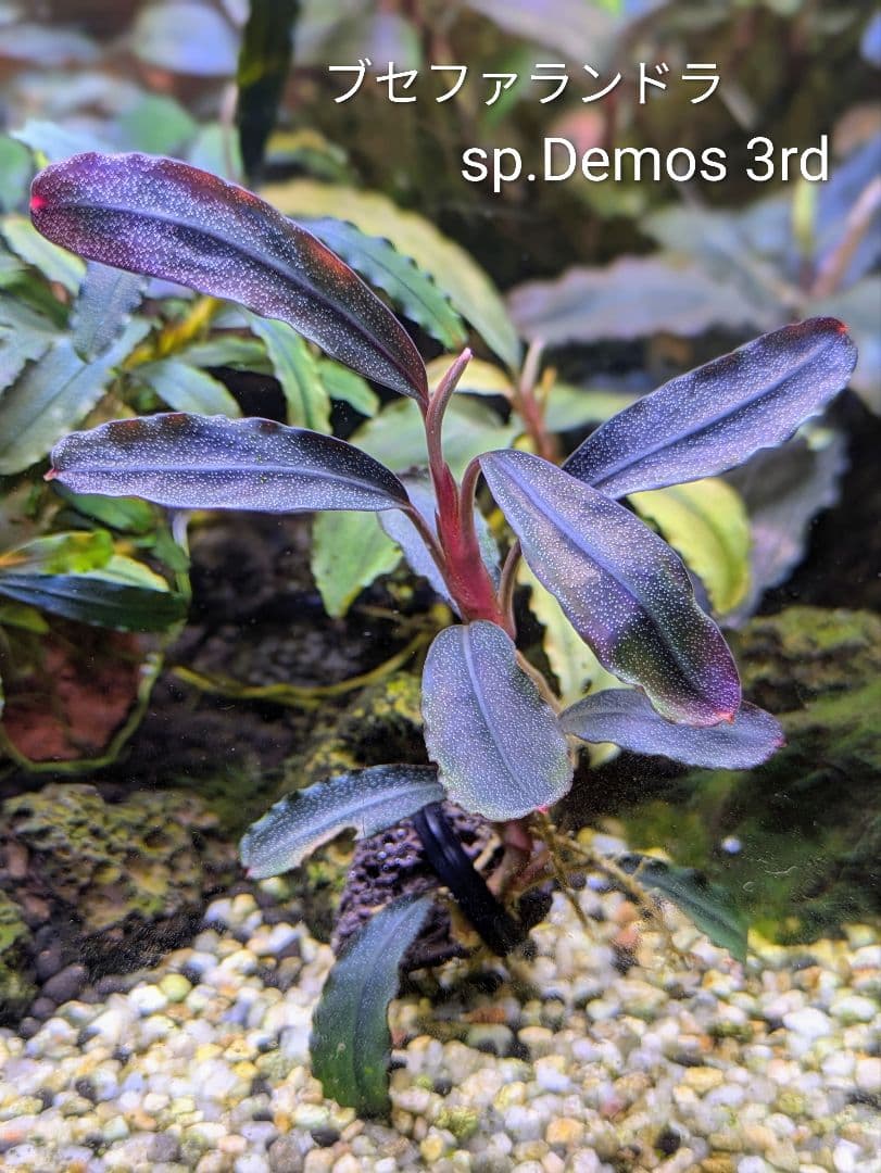 ブセファランドラsp.Demos 3rd【完全水中葉】