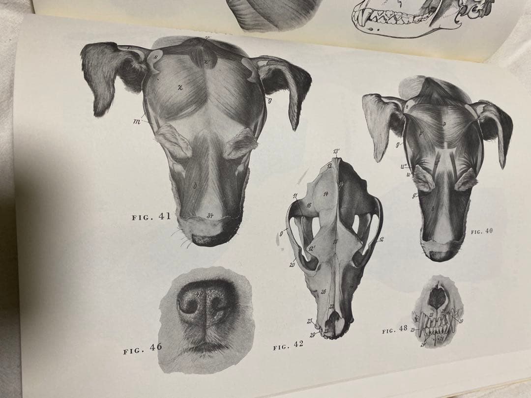 （鮮明）ANIMAL ANATOMY FOR ARTISTS