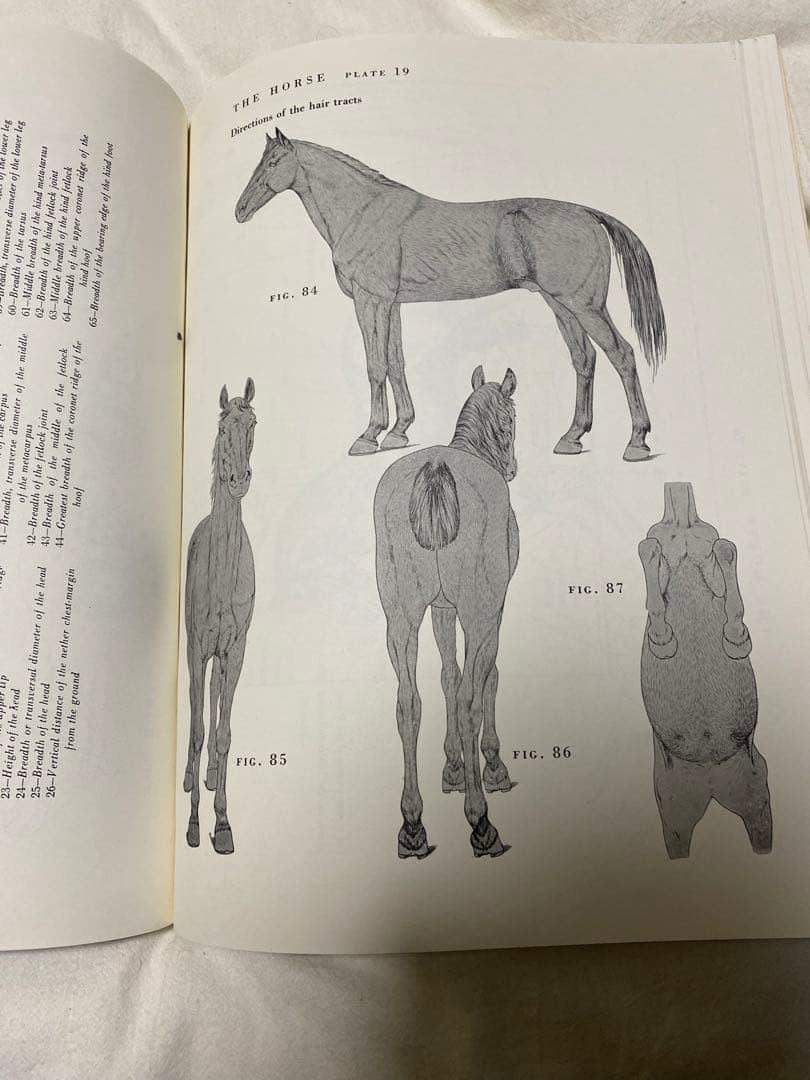 （鮮明）ANIMAL ANATOMY FOR ARTISTS