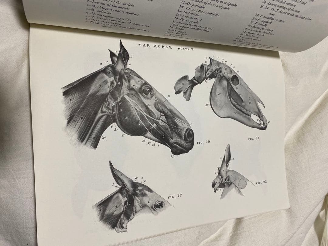 （鮮明）ANIMAL ANATOMY FOR ARTISTS