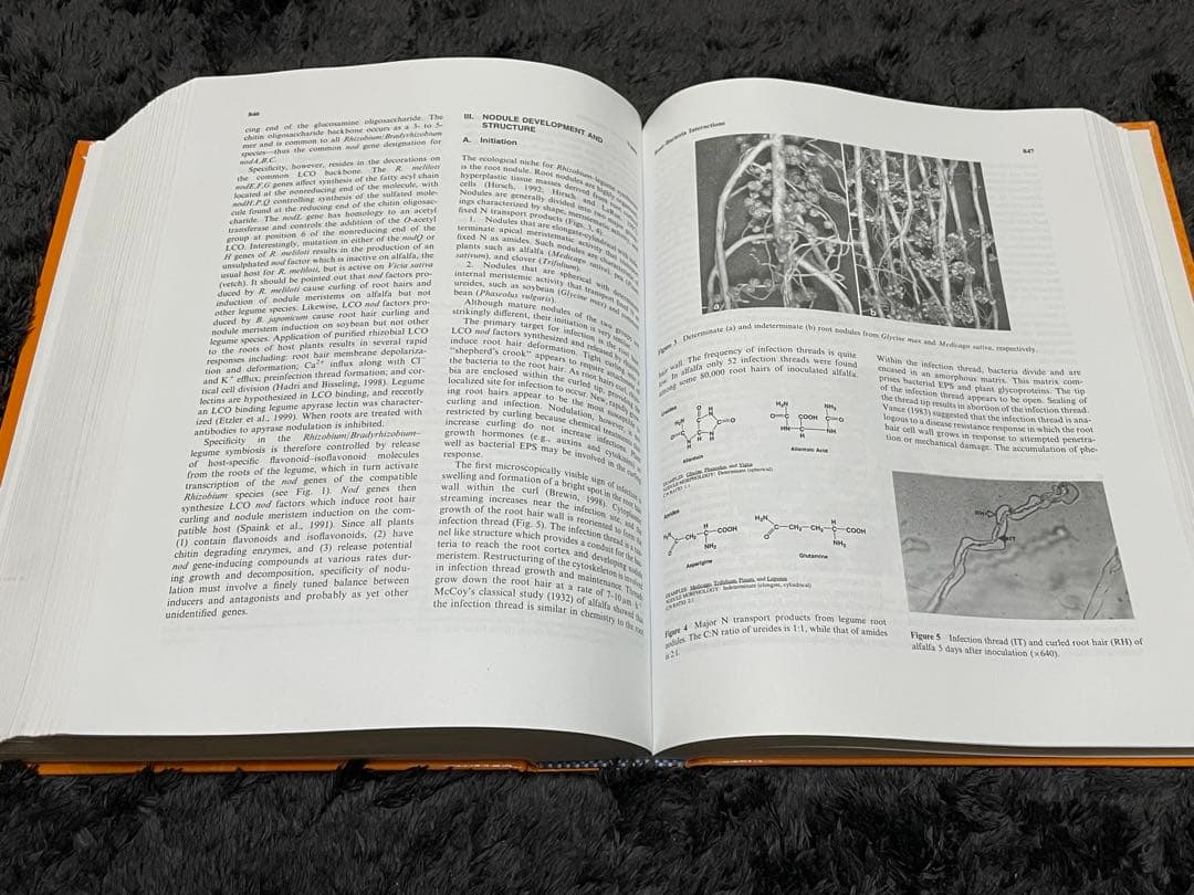 PLANT ROOTS THIRD EDITION REVISED 洋書