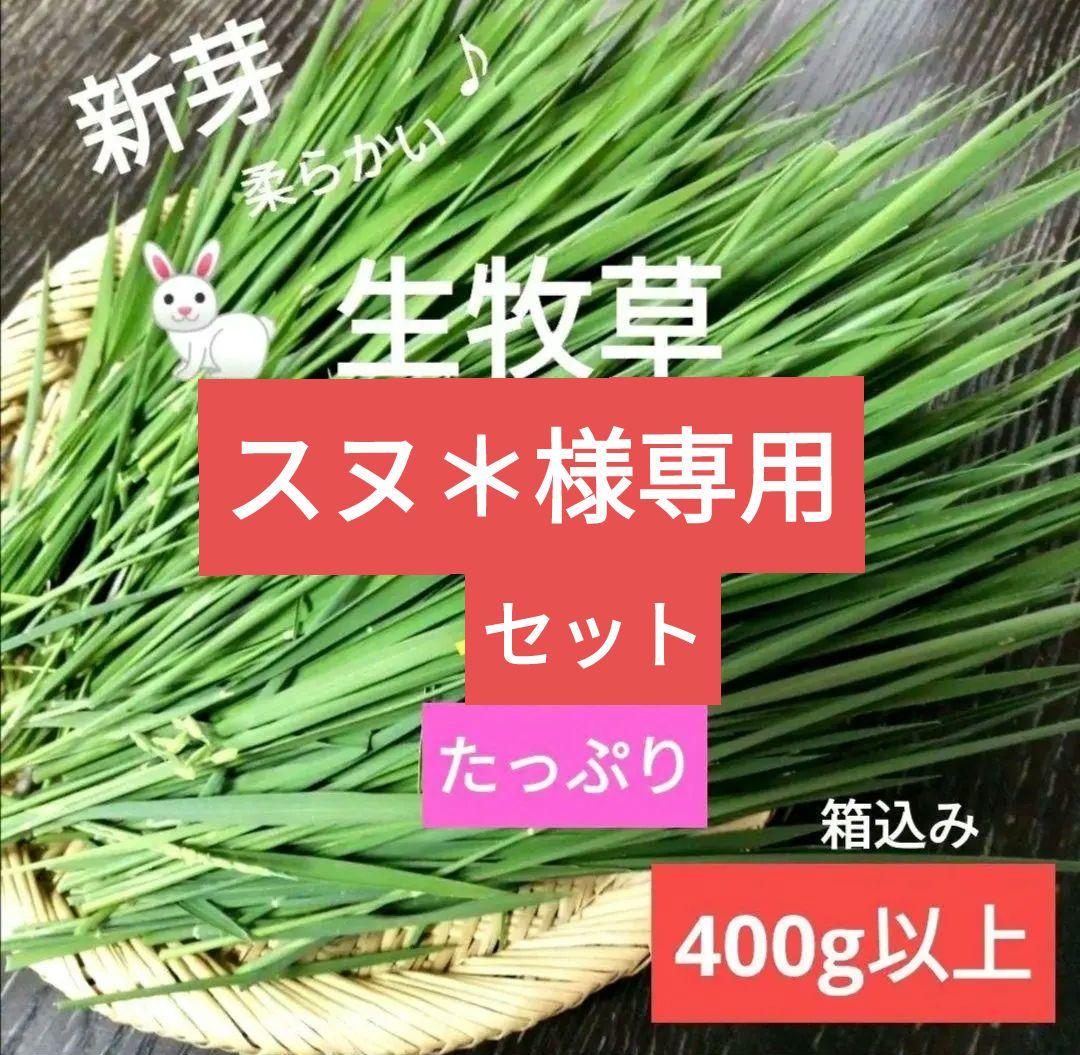 農薬不使用！生牧草❣️生イネ葉　小動物おやつ　チモシー代替え品　うさぎおやつ