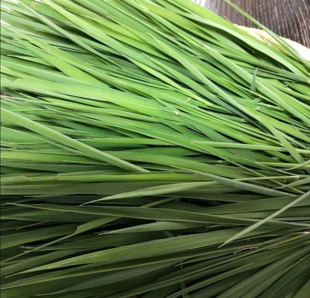 農薬不使用！生牧草❣️生イネ葉　小動物おやつ　チモシー代替え品　うさぎおやつ
